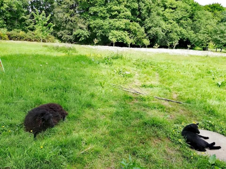 Manoir Du Tertre Au Coeur De La Foret De Broceliande Hotel Paimpont Bagian luar foto