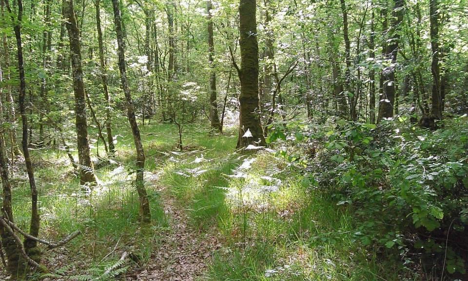 Manoir Du Tertre Au Coeur De La Foret De Broceliande Hotel Paimpont Bagian luar foto