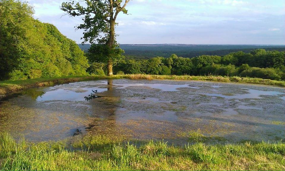 Manoir Du Tertre Au Coeur De La Foret De Broceliande Hotel Paimpont Bagian luar foto